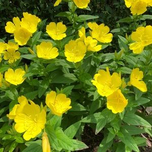 Meet your Posher, Vicki